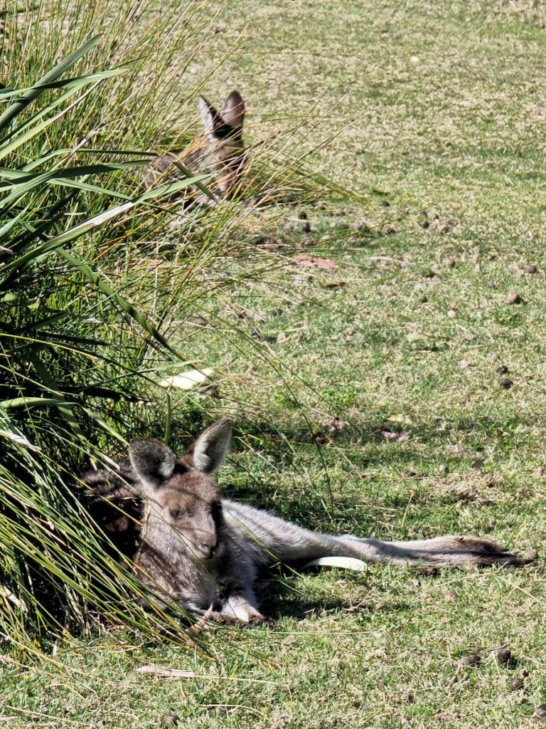 Kangaroos near Depot Beach