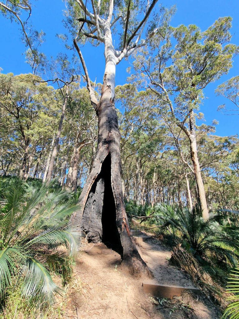 Bushfire damaged gum tree The Burrawang Walking Track