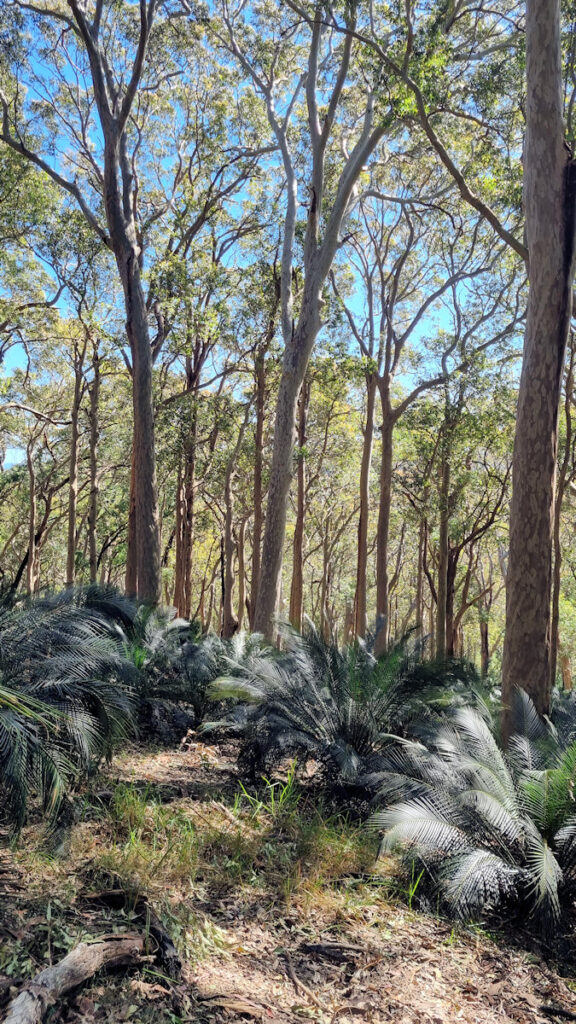 Spotted gum trees and burrawang ferns