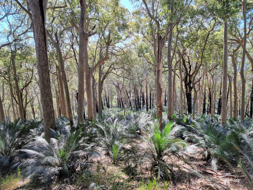 Spotted gum trees and burrawang ferns