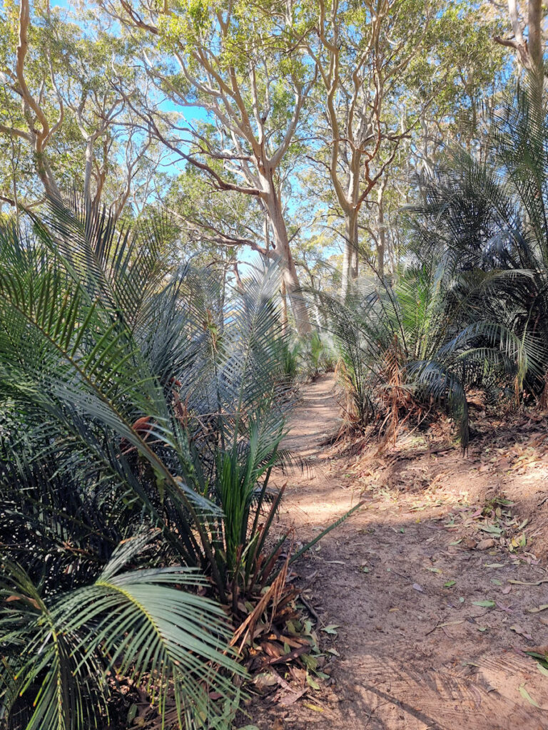 The Burrawang Walking Track