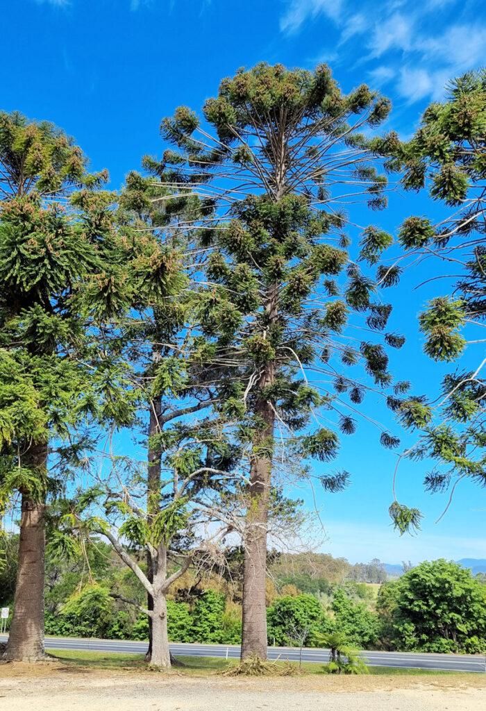 Bunya Pine Trees at All Saints Anglican Church