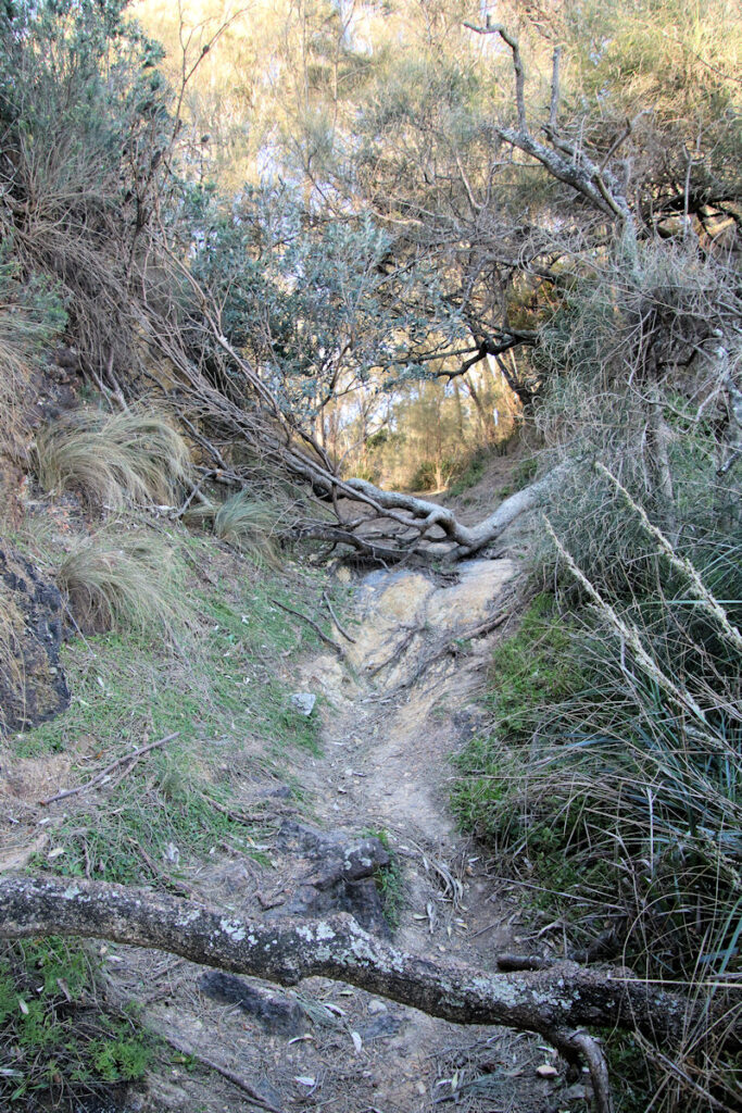 Trees fallen over the track