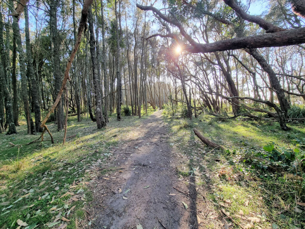 Wasp Head Walking Track