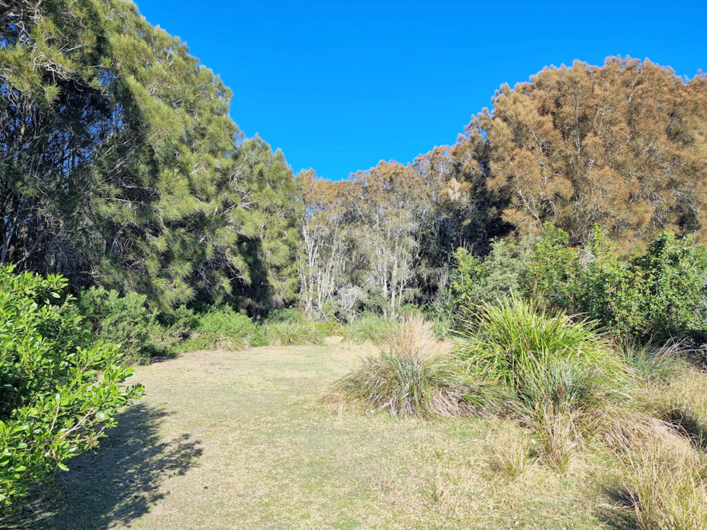 Coastal casuarina forest