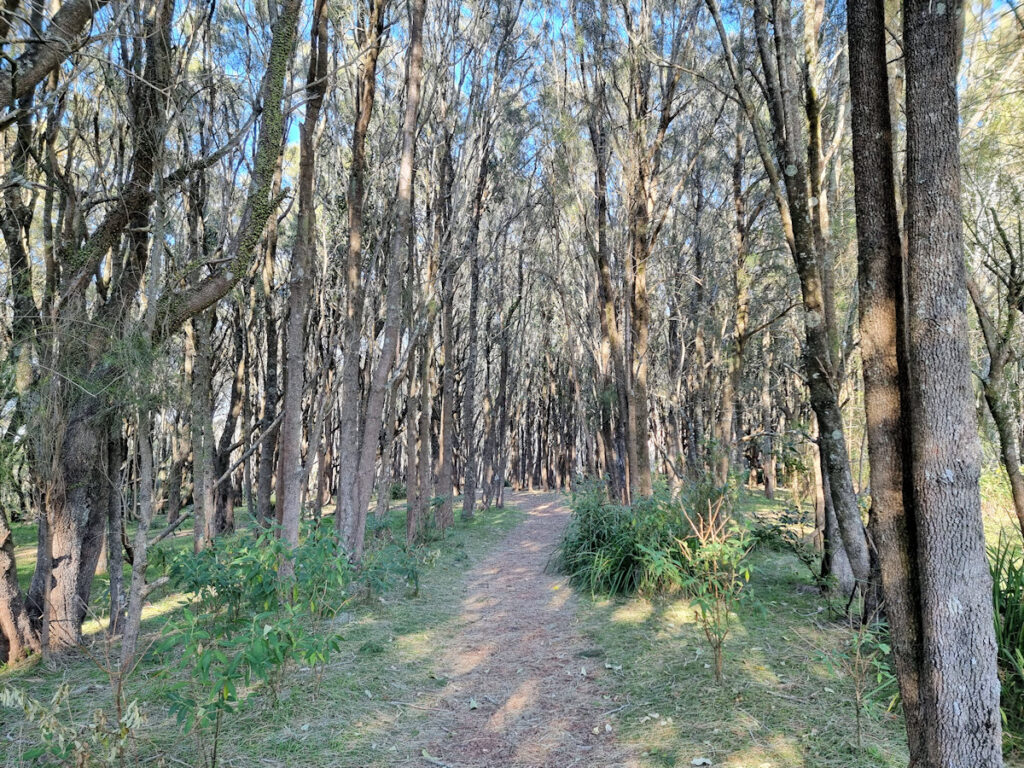 Casuarina forest