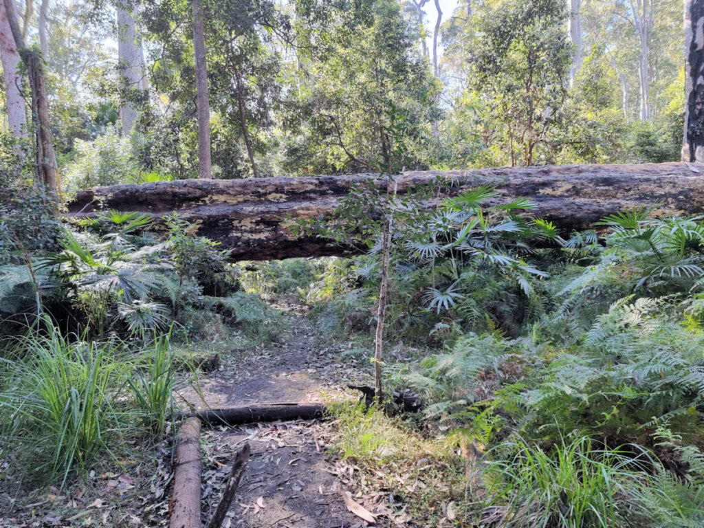 Large tree fallen over the track Duras Lake Discovery Trail