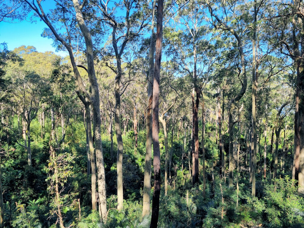 Spotted gum forest on the Duras Lake Discovery Trail