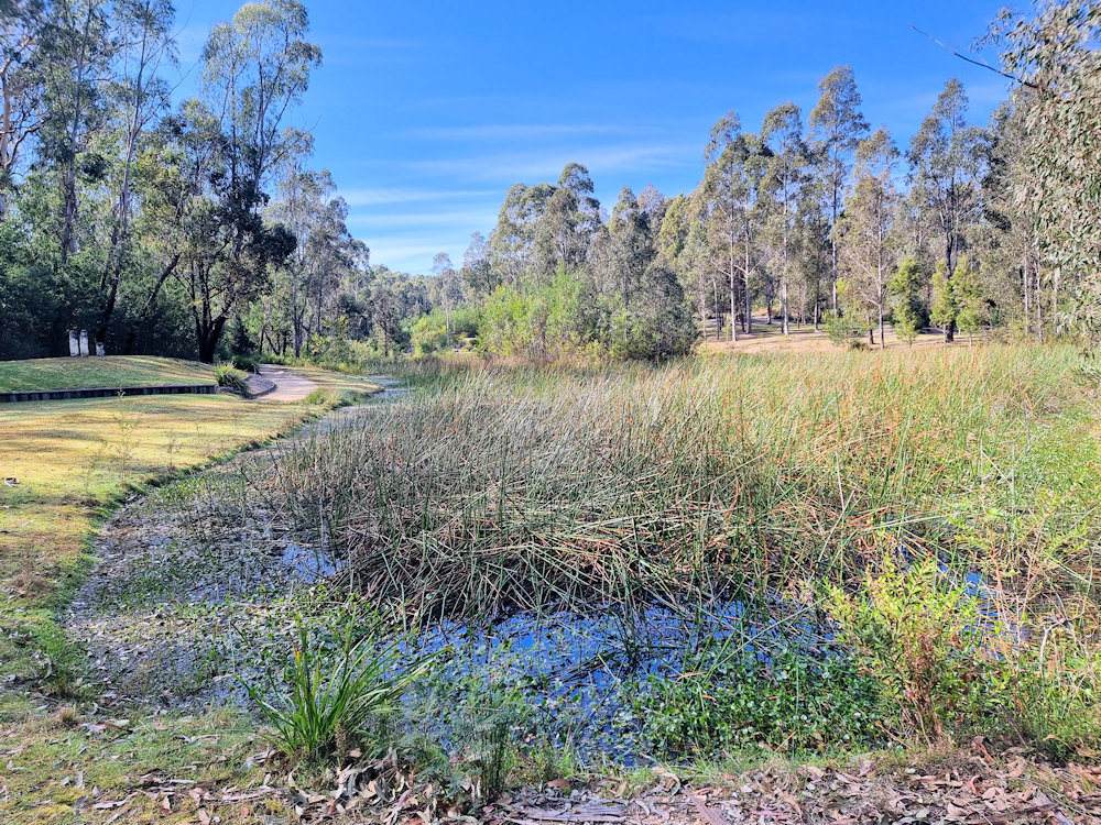 Pond near the eucalypt lawn Eurobodalla Regional Botanic Garden