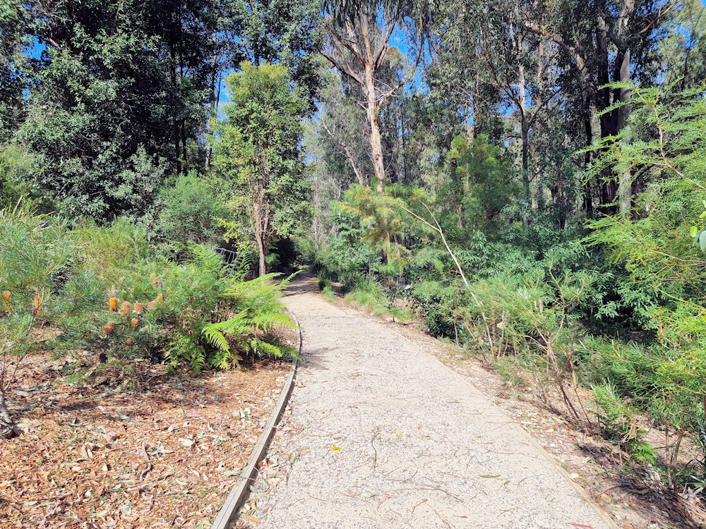 Walking path through banksias