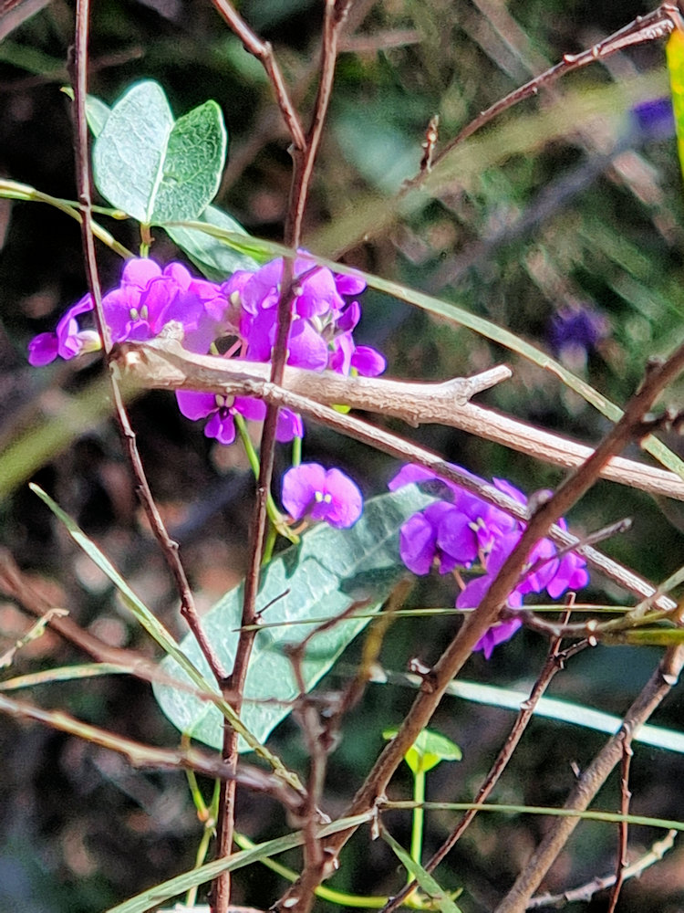 Purple Coral-pea (Hardenbergia violacea)