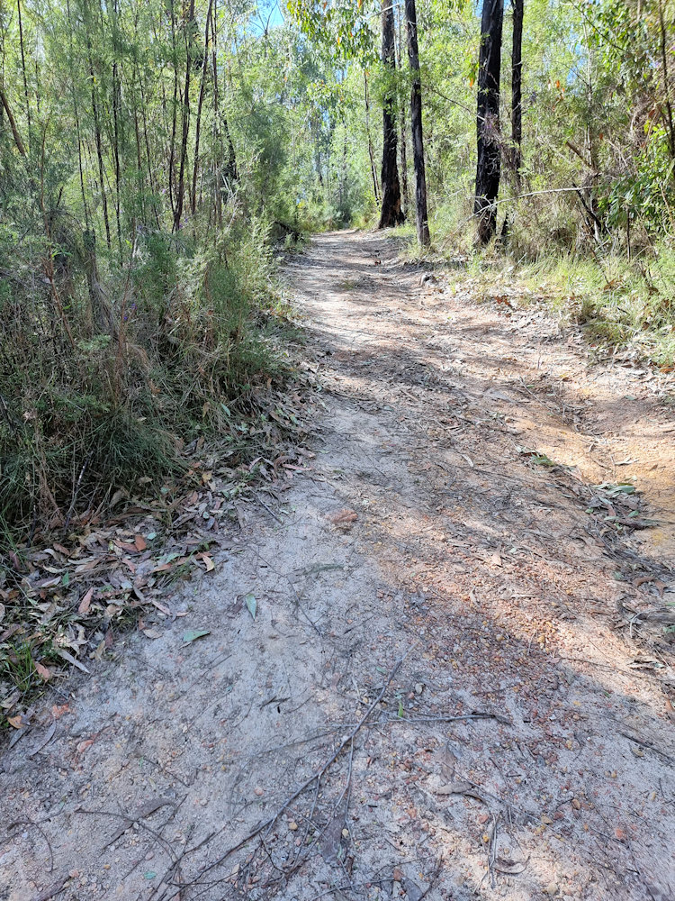 The trail through the Forest Track Eurobodalla Regional Botanic Garden