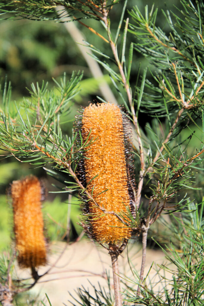 Banksia in bloom Eurobodalla Regional Botanic Garden