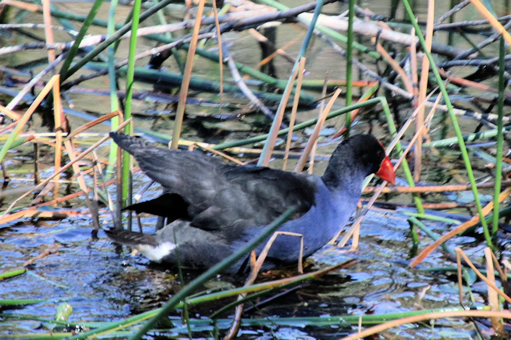 Purple swamp hen