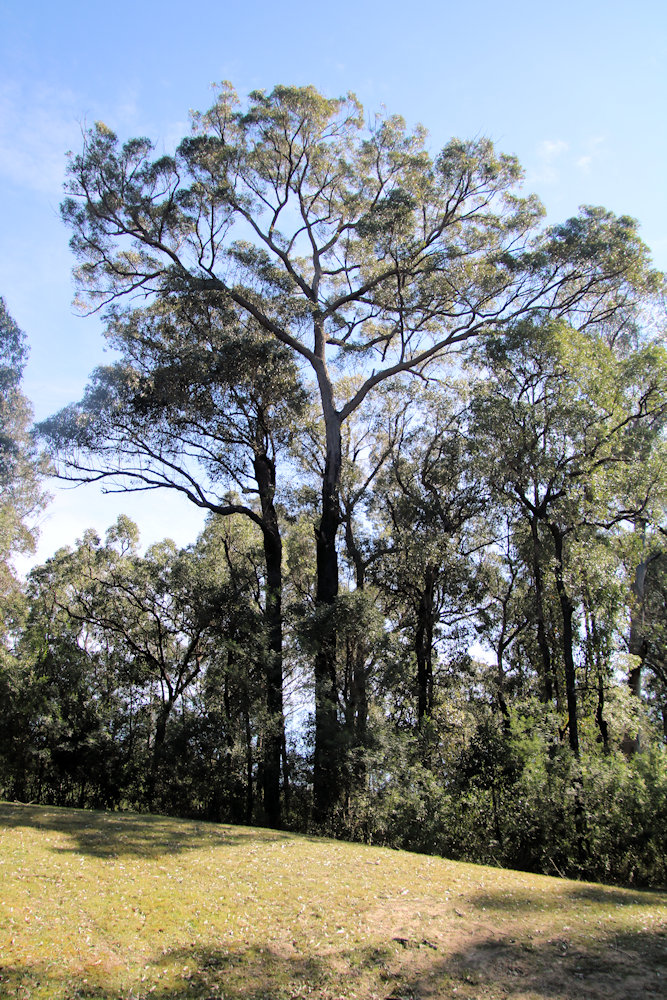 Eucalyptus trees Eurobodalla Regional Botanic Garden