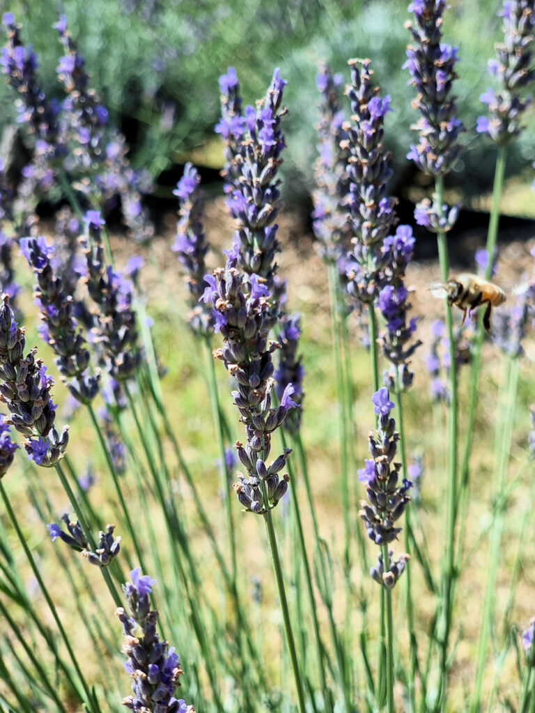 A bee on its way to the lavender flowers Hunter Lavender Farm