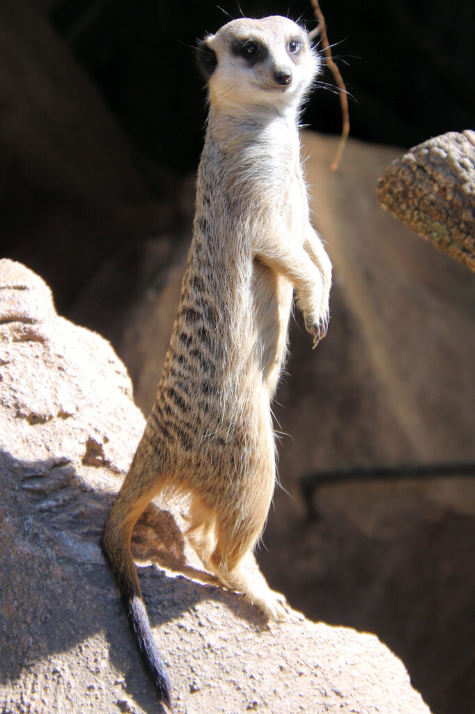 Meerkat