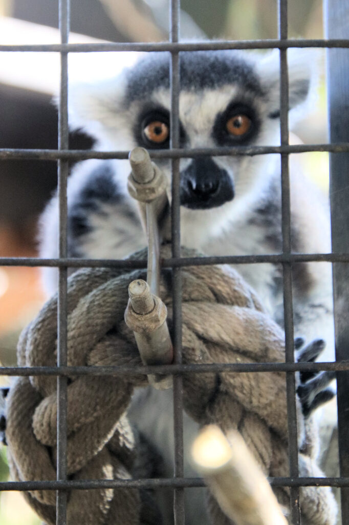 Ring tailed lemur Mogo Wildlife Park