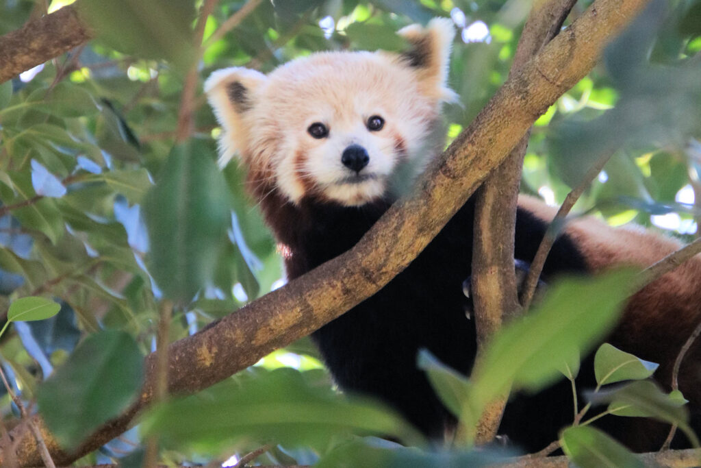 Red panda