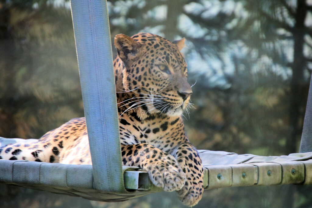 Sri Lankan leopard Mogo Wildlife Park