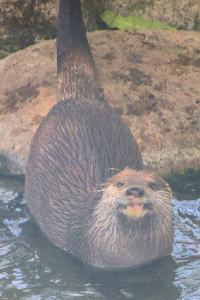 Asian small-clawed otter