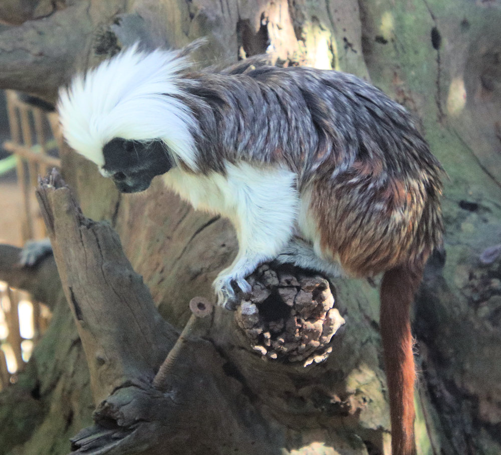 cotton-top tamarin Mogo Wildlife Park