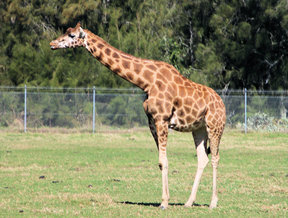 Giraffe Mogo Wildlife Park