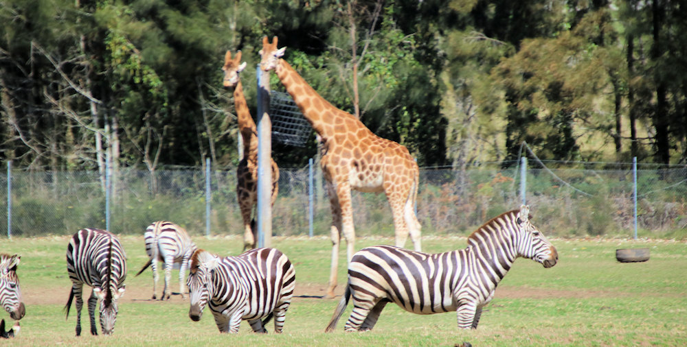 Plains zebra and giraffe