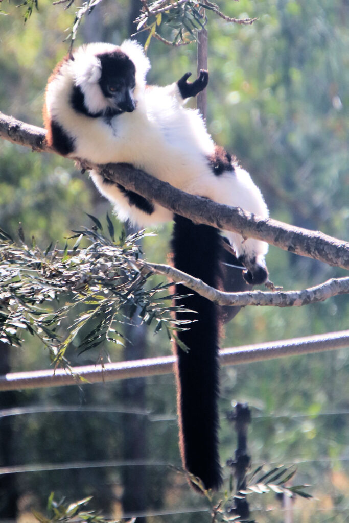 Black-and-white ruffed lemur Mogo Wildlife Park