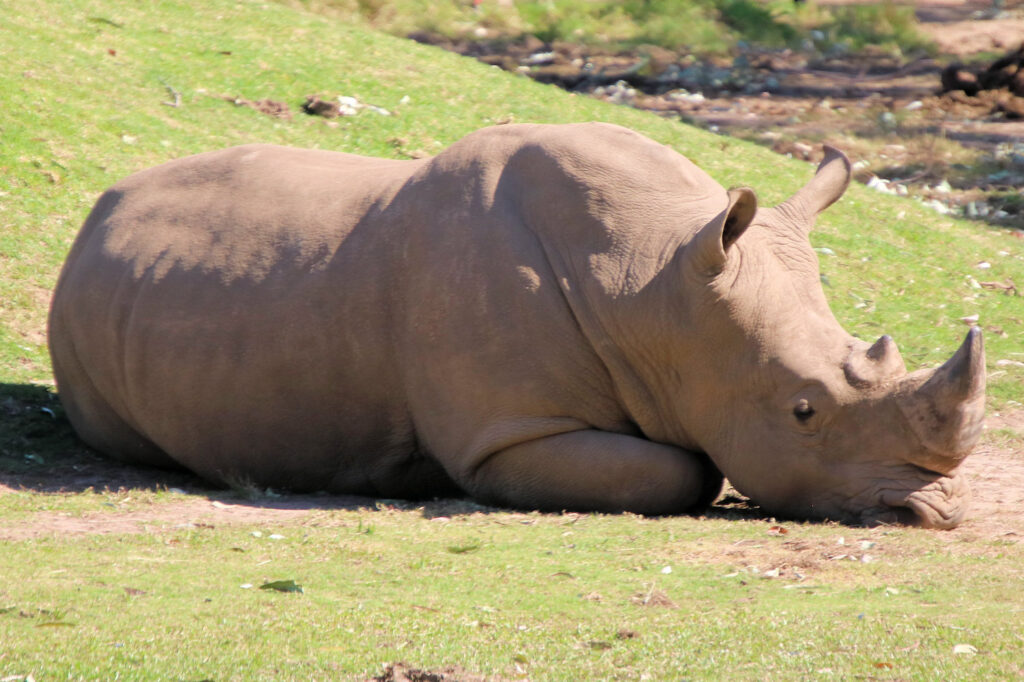 Sleepy rhino Mogo Wildlife Park