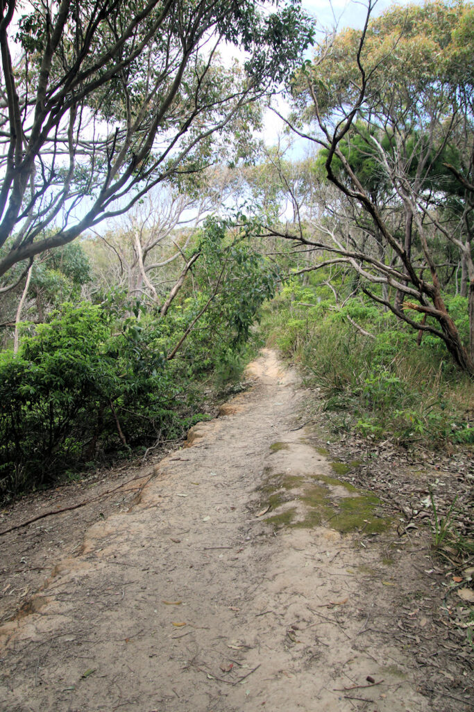 The walking track